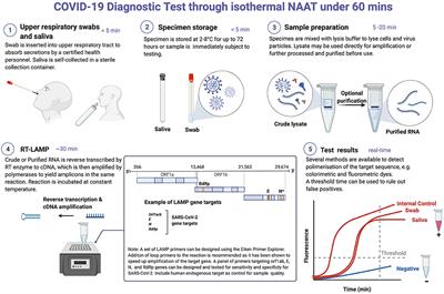 Frontiers | Point-of-Care Diagnostic Tools For Surveillance Of SARS-CoV ...